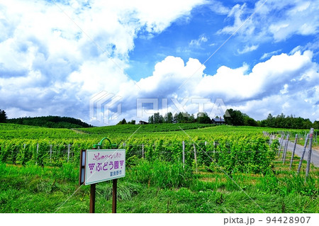 ふらのワイン ぶどう畑 (北海道富良野市清水山) ふらのワイン ぶどう畑 (北海道富良野市清水山) 94428907