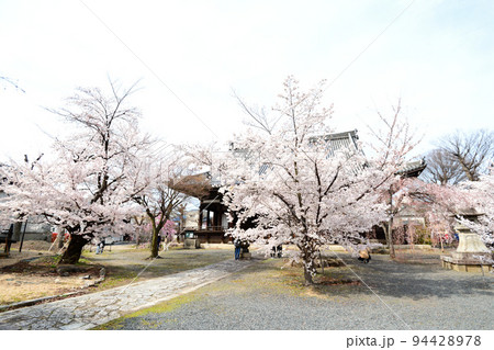 京都　立本寺の桜　2022年春 94428978