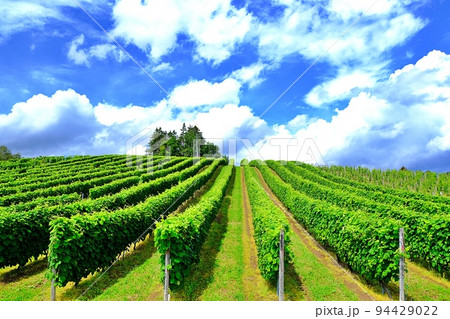 ふらのワイン ぶどう畑 (北海道富良野市清水山) ふらのワイン ぶどう畑 (北海道富良野市清水山) 94429022