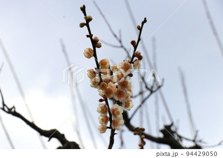 清らかな白い梅花 94429050