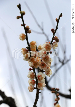 清らかな白い梅花 94429052