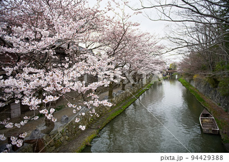 八幡堀の桜2022 94429388