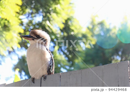 Kookaburra Kookaburra 94429468