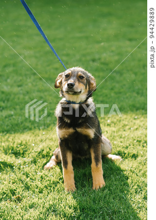 A mongrel adult puppy on a leash after the rain is all wet 94429889
