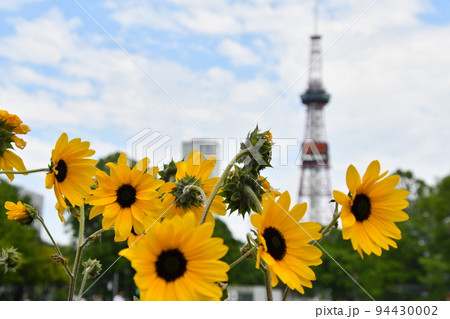 大通公園のひまわりとさっぽろテレビ塔 大通公園のひまわりとさっぽろテレビ塔 94430002