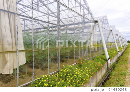 キュウリを栽培するビニールハウス 94430248