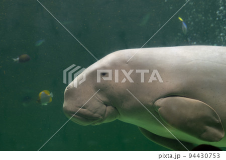 泳ぐジュゴン 94430753