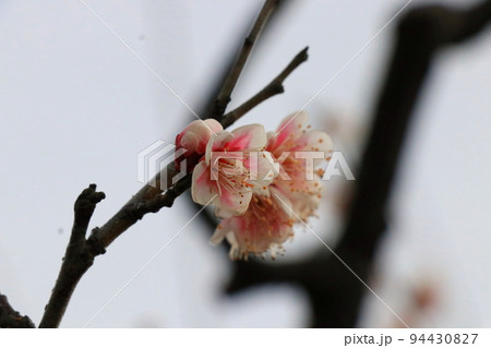 可憐でかわいい桃色の梅花 94430827