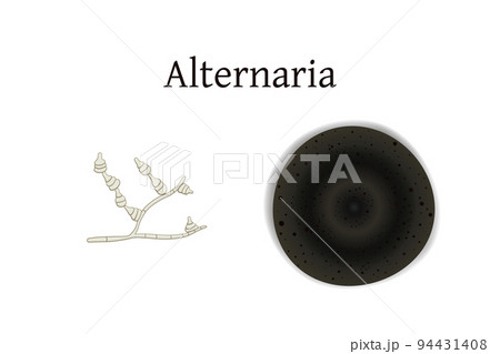 Alternaria mold vector illustration isolated on white background. Alternaria mold vector illustration isolated on white background. 94431408