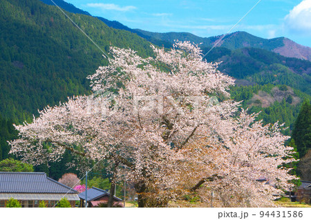 尾所の桜と阿波の山並み1 岡山県津山市 尾所の桜と阿波の山並み1 岡山県津山市 94431586