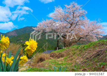 八重咲きの黄色いスイセンと尾所の桜と春の青空1 岡山県津山市 八重咲きの黄色いスイセンと尾所の桜と春の青空1 岡山県津山市 94431587