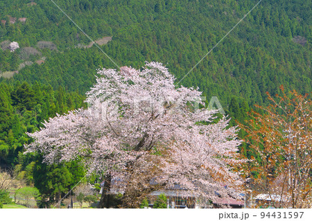 満開の尾所の桜と山の斜面3 岡山県津山市 満開の尾所の桜と山の斜面3 岡山県津山市 94431597