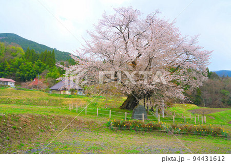 満開の尾所の桜と阿波の山里5 岡山県津山市 満開の尾所の桜と阿波の山里5 岡山県津山市 94431612