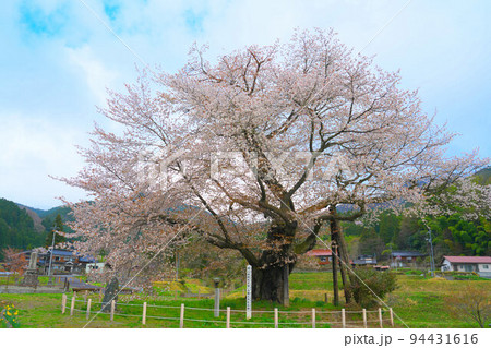 満開の尾所の桜と阿波の山里9 岡山県津山市 満開の尾所の桜と阿波の山里9 岡山県津山市 94431616
