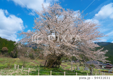 満開の尾所の桜と春の青空5 岡山県津山市 満開の尾所の桜と春の青空5 岡山県津山市 94431631