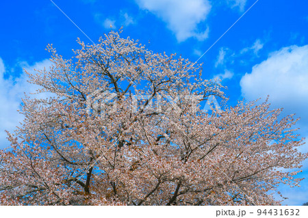 満開の尾所の桜の梢と春の空2 岡山県津山市 満開の尾所の桜の梢と春の空2 岡山県津山市 94431632