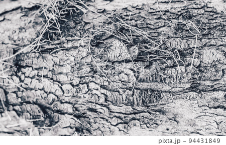 BANNER Close-up shot Hard wood outer layer of pine bark tissue surface stem. Horizontal. Texture light dark white black colour abstract background. Beauty power in nature. More mood collection stock 94431849