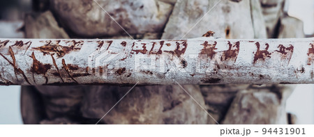 BANNER Thin tree trunk horizontal in center foreground, scratches serifs. Hard wood crack scale line outer layer of Palm bark tissue surface stem. Texture light abstract background. More tone in stock 94431901