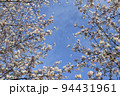 桜の花と青空 94431961