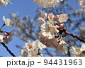 桜の花と青空 94431963
