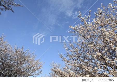 桜の花と青空 94431965
