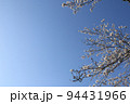 桜の花と青空 94431966