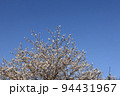 桜の花と青空 94431967