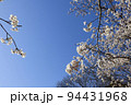 桜の花と青空 94431968