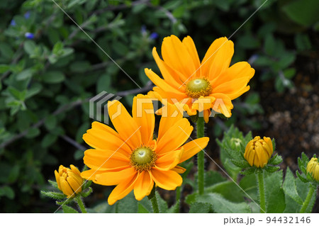 ルドベキア　アマリロゴールド 94432146