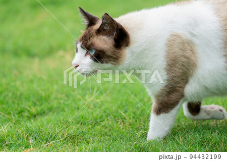忍び寄る猫 94432199