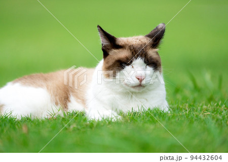 眠い猫 眠い猫 94432604