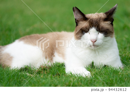 眠い猫 眠い猫 94432612