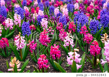 Hyacinths in the park in spring 94432843