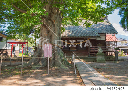 御神木と社殿【海野宿・白鳥神社】 御神木と社殿【海野宿・白鳥神社】 94432903