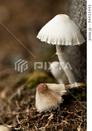 白いきのこ 白いきのこ 94433443