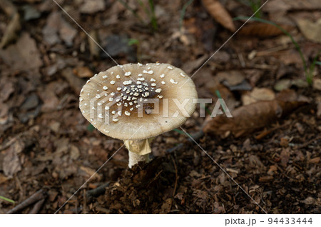 テングダケ　有毒 94433444