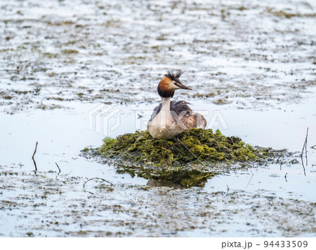 Great Crested Grebe, Podiceps cristatus, water bird sitting on the nest, nesting time on the green lake Great Crested Grebe, Podiceps cristatus, water bird sitting on the nest, nesting time on the green lake 94433509