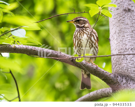 Wood bird Redwing, Turdus iliacus, sits on tree branch 94433533