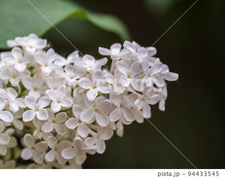 White Blooming Lilac Flowers in spring with blured background 94433545