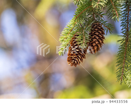 Green spruce branches with needles and cones in winter. Many cones on spruce. 94433556