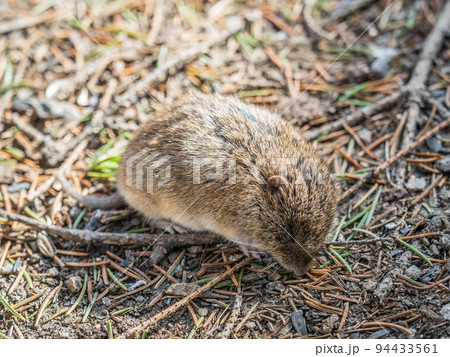 A closeup of a Common vole, Microtus arvalis, on the ground with a blurry background A closeup of a Common vole, Microtus arvalis, on the ground with a blurry background 94433561