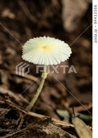 キツネノハナガサ 94433566