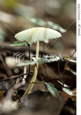 キツネノハナガサ キツネノハナガサ 94433569