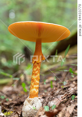 タマゴタケ 食用 タマゴタケ 食用 94433770