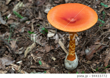 タマゴタケ 食用 タマゴタケ 食用 94433772