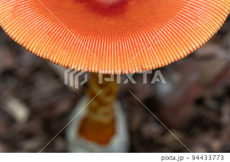 タマゴタケ　食用 94433773