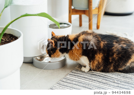 Close up multicolor cat eating from automatic smart feeder in cozy home interior. Home life with a pet. Healthy pet food diet concept. Selective focus, copy space Close up multicolor cat eating from automatic smart feeder in cozy home interior. Home life with a pet. Healthy pet food diet concept. Selective focus, copy space 94434698