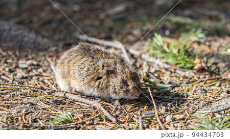 A closeup of a Common vole, Microtus arvalis, on the ground with a blurry background A closeup of a Common vole, Microtus arvalis, on the ground with a blurry background 94434703