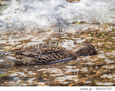 The surface of the water is partially covered with ice. Mallard duck swmming in winter river. Dangerous Thin Ice The surface of the water is partially covered with ice. Mallard duck swmming in winter river. Dangerous Thin Ice 94434707
