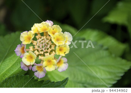 ランタナの花 94434902